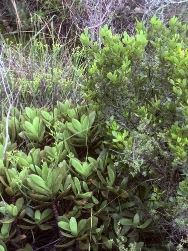 Crassula cultrata