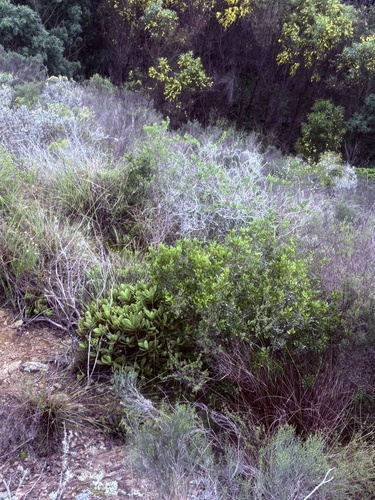 Crassula cultrata