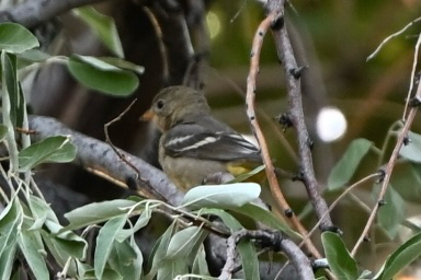 Western Tanager
