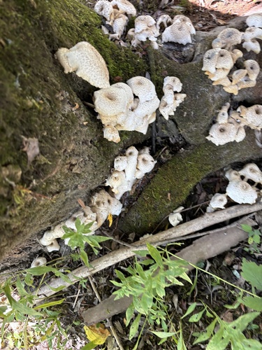 Lentinus tigrinus — (c) Jonas Kraft, some rights reserved (CC BY)
