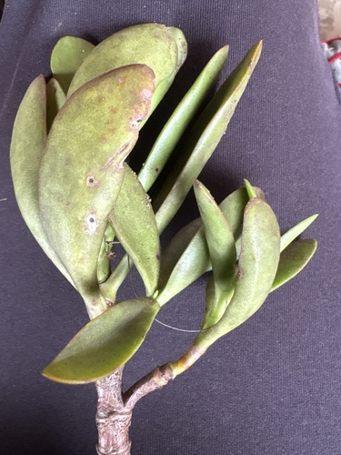 Crassula cultrata