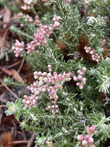 Helichrysum teretifolium, photograph 3