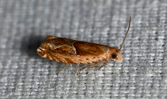 Ancylis comptana