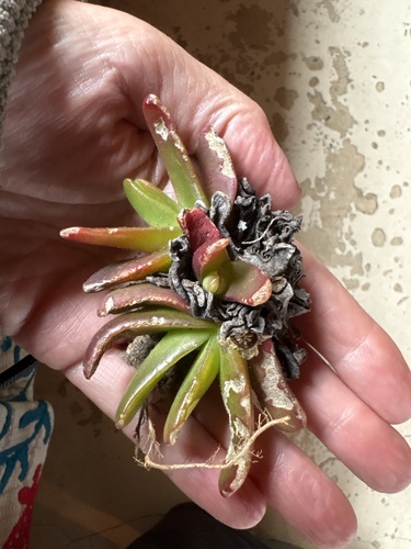Glottiphyllum depressum