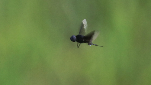 Black Bee Fly