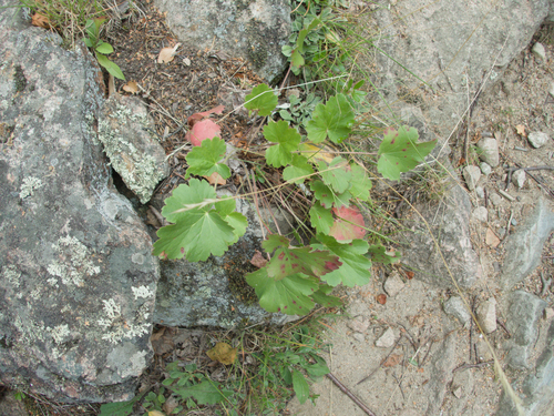 Heuchera richardsonii, photograph 3