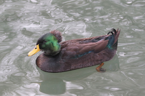 iNaturalist: (c) Jerry Cannon, some rights reserved (CC BY-NC), uploaded by Jerry Cannon iNaturalist image