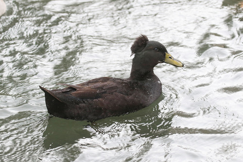 iNaturalist image