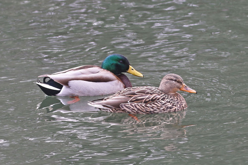 iNaturalist image