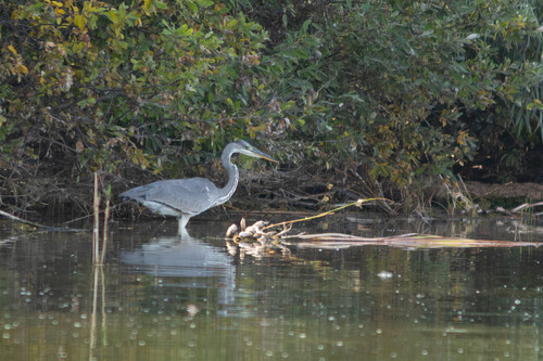 iNaturalist image