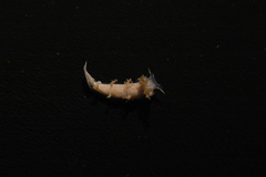 Tritonicula hamnerorum