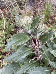 Berkheya armata, photograph (c) Cricket Raspet, some rights reserved (CC BY)