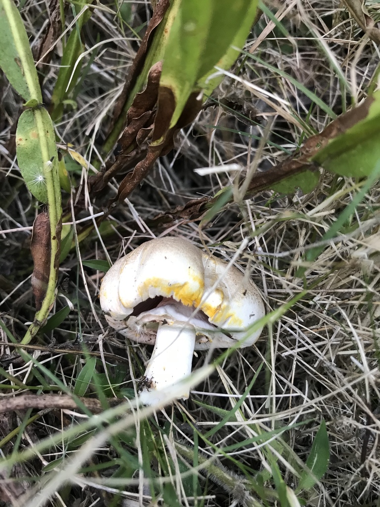 Agaricus xanthodermus · May 2020 · photo: © gabrielperazza (iNaturalist, cc-by)