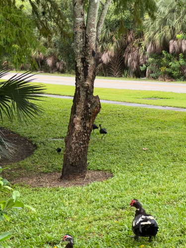iNaturalist image