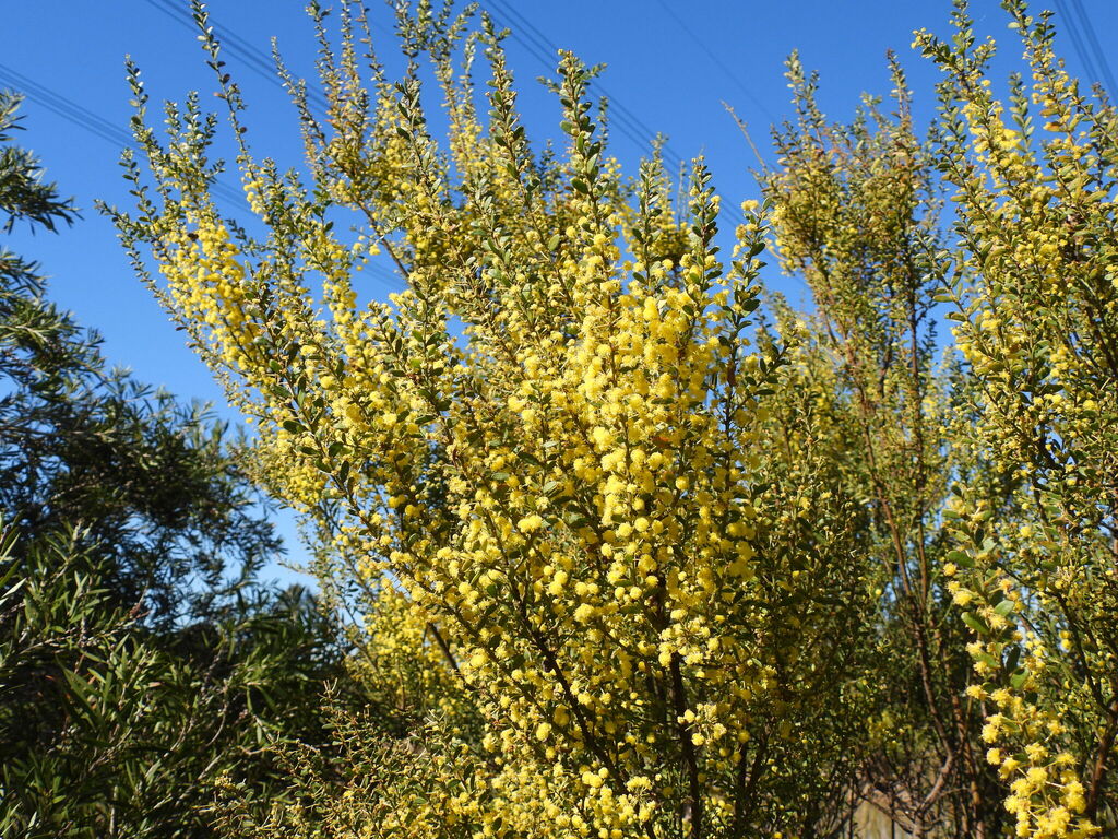 Acacia acinacea; photograph (c) Sid Miller, some rights reserved (CC BY)
