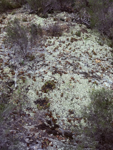 Glottiphyllum depressum, photograph 3
