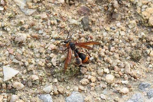 Oreumenes decoratus