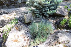 Dianthus gratianopolitanus