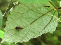 Trichobalya bowringii