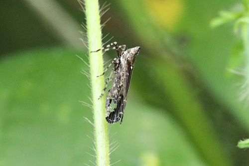 Orthopagus lunulifer