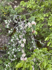 Cotoneaster tauricus