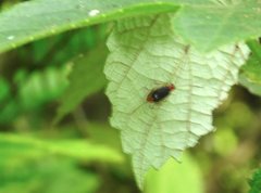 Trichobalya bowringii