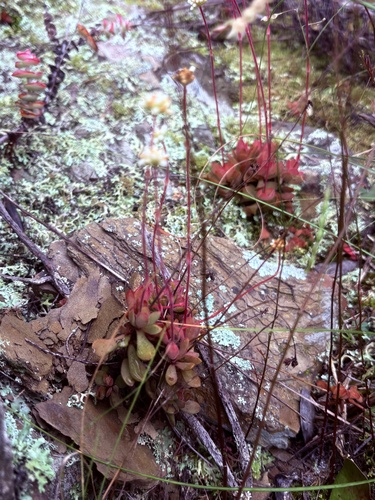 Crassula pubescens