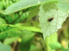 Trichobalya bowringii