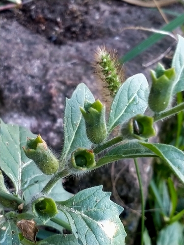 white henbane
