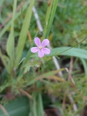 (c) Brian du Preez, some rights reserved (CC BY-SA) Geranium purpureum, photograph (c) Brian du Preez, some rights reserved (CC BY-SA)