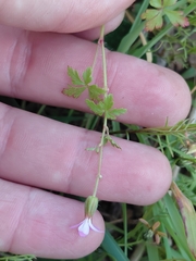 (c) Brian du Preez, some rights reserved (CC BY-SA) Geranium purpureum, photograph (c) Brian du Preez, some rights reserved (CC BY-SA)