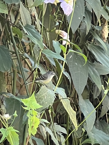 White-crested Tyrannulet