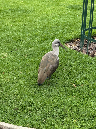 iNaturalist image