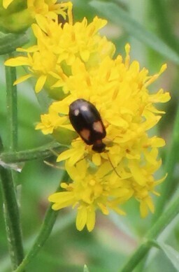 Colorful Foliage Ground Beetles