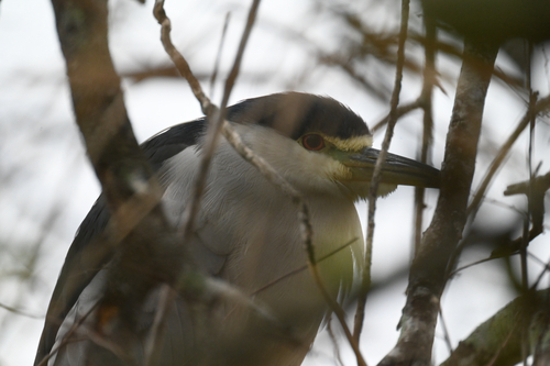 iNaturalist image