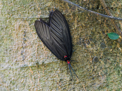Histia flabellicornis