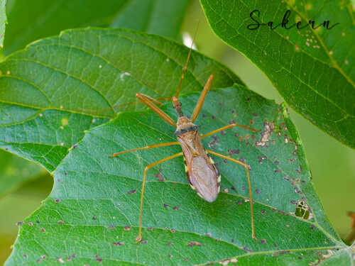 Epidaus sexspinus