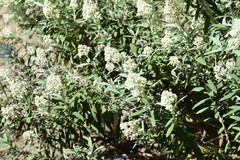 Buddleja loricata