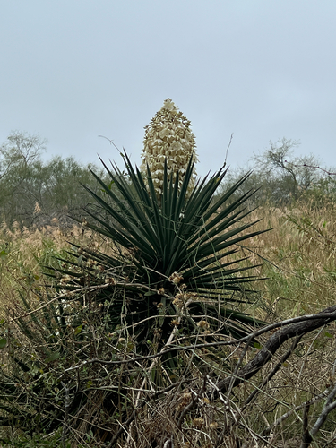 Spanish dagger