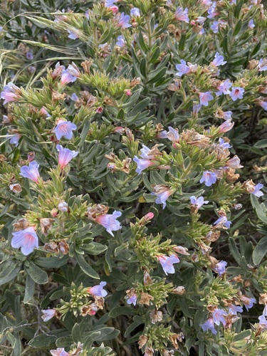 Lobostemon fruticosus, photograph 4