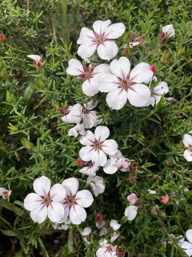 Adenandra uniflora