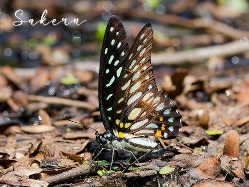Veined Jay