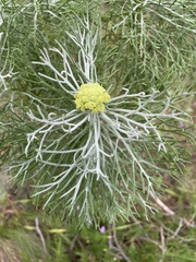 Hymenolepis crithmifolia