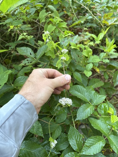 climbing hempvine