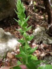 Scutellaria ovata