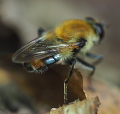 Criorhina floccosa