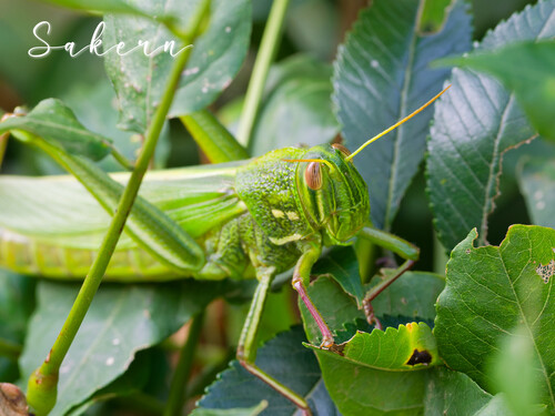 Large Green Grasshopper