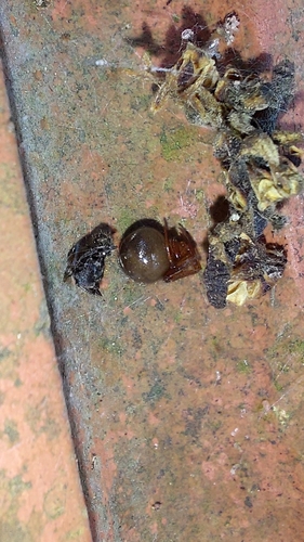 Red House Spider