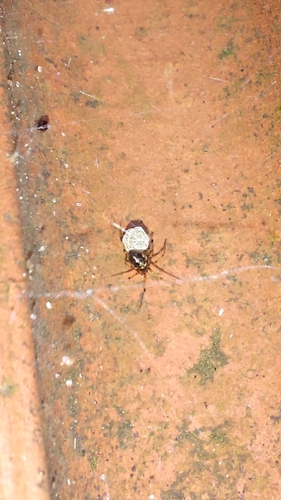 Coleosoma floridanum
