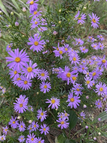 Felicia fruticosa, photograph 6